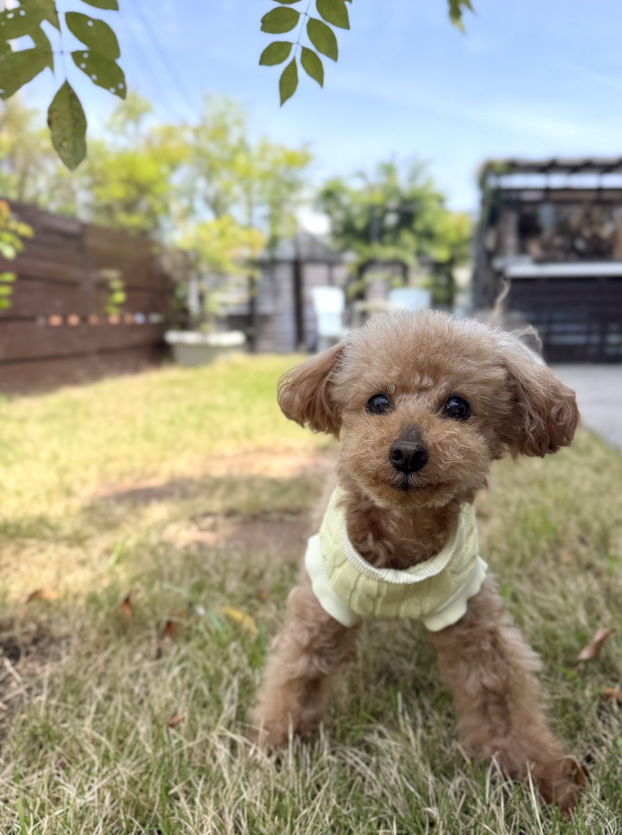 トイプー13歳シニア犬⭐︎ここあ tweet media