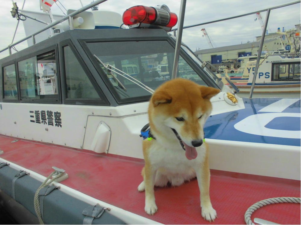 Mpp_mie's tweet photo. 【四日市南署広報犬「豆助」から】
ＧＷに水難事故防止活動に行ってきたよ🌊
出航準備中の人達に「水の事故に気をつけてね！」とチラシを配ったよ。
警備艇『しろちどり』に乗船して、水難事故防止を呼びかけたよ🚢
豆助は海上からも皆の安全を見守るワン🐶❗️ https://t.co/bVSSM820RD