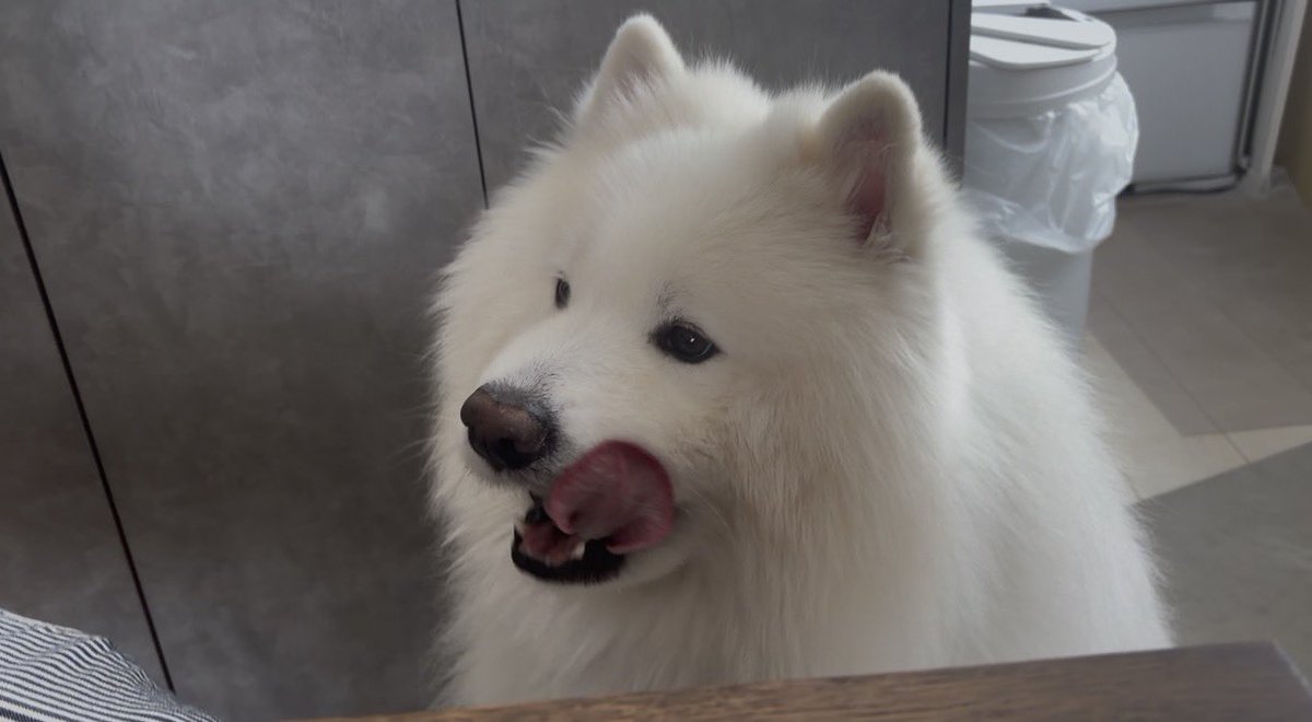 Bond_Samoyed's tweet photo. @usamaria_2023 ＼😋／ https://t.co/5RAonlRK7L