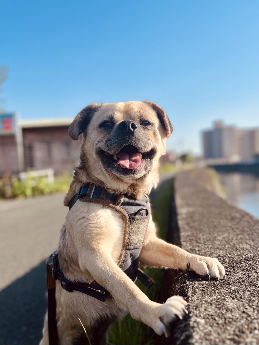 青い空、そして笑顔のうちのイヌ。どうやら散歩が楽しすぎたらしい。