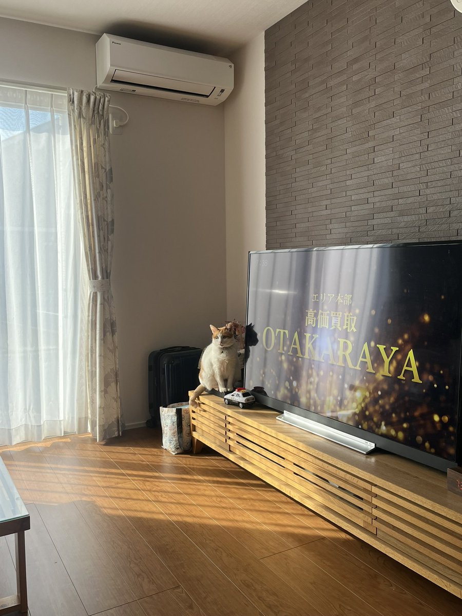 utaemon0219's tweet photo. 帰省中の恒例行事✨

愛猫の撮影🐈📷 https://t.co/X1Z2Zk7CoY
