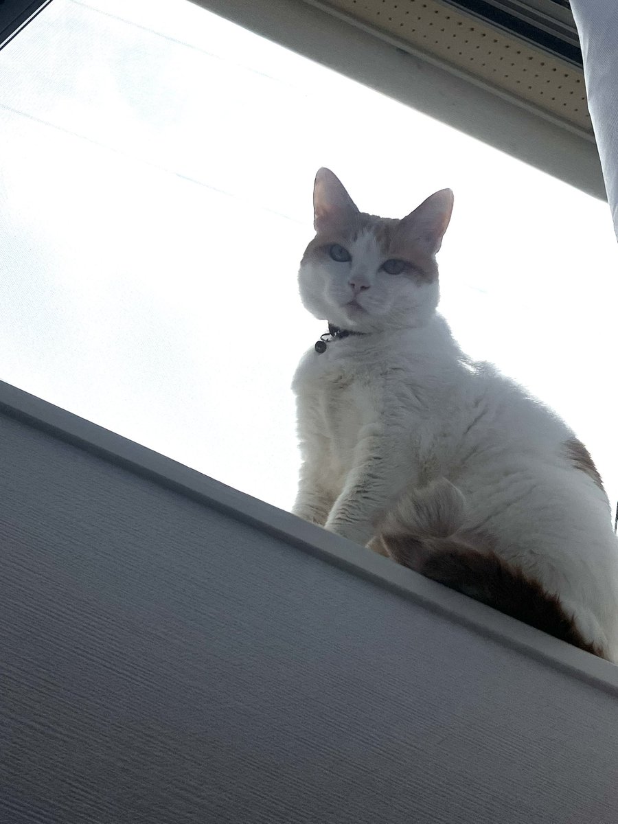 utaemon0219's tweet photo. 帰省中の恒例行事✨

愛猫の撮影🐈📷 https://t.co/X1Z2Zk7CoY