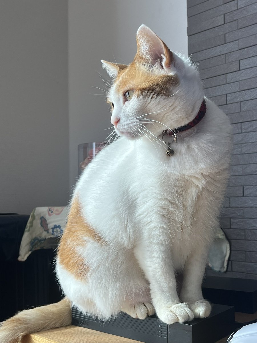 utaemon0219's tweet photo. 帰省中の恒例行事✨

愛猫の撮影🐈📷 https://t.co/X1Z2Zk7CoY