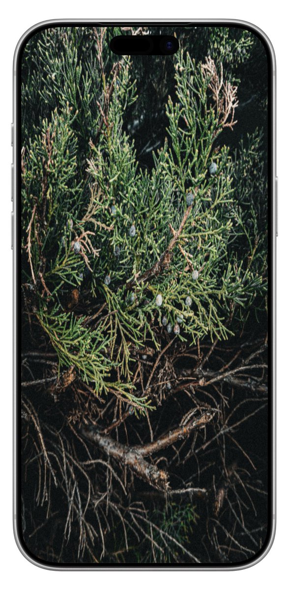 LineaandForma's tweet photo. Three wallpapers for your phone inspired by natural details, greenery, and the quiet atmosphere of the place.
A simple series that brings calm, depth, and a piece of living nature to your phone 🌿📱
.
#PhoneWallpaper #NatureAesthetic https://t.co/OL09AfSinn