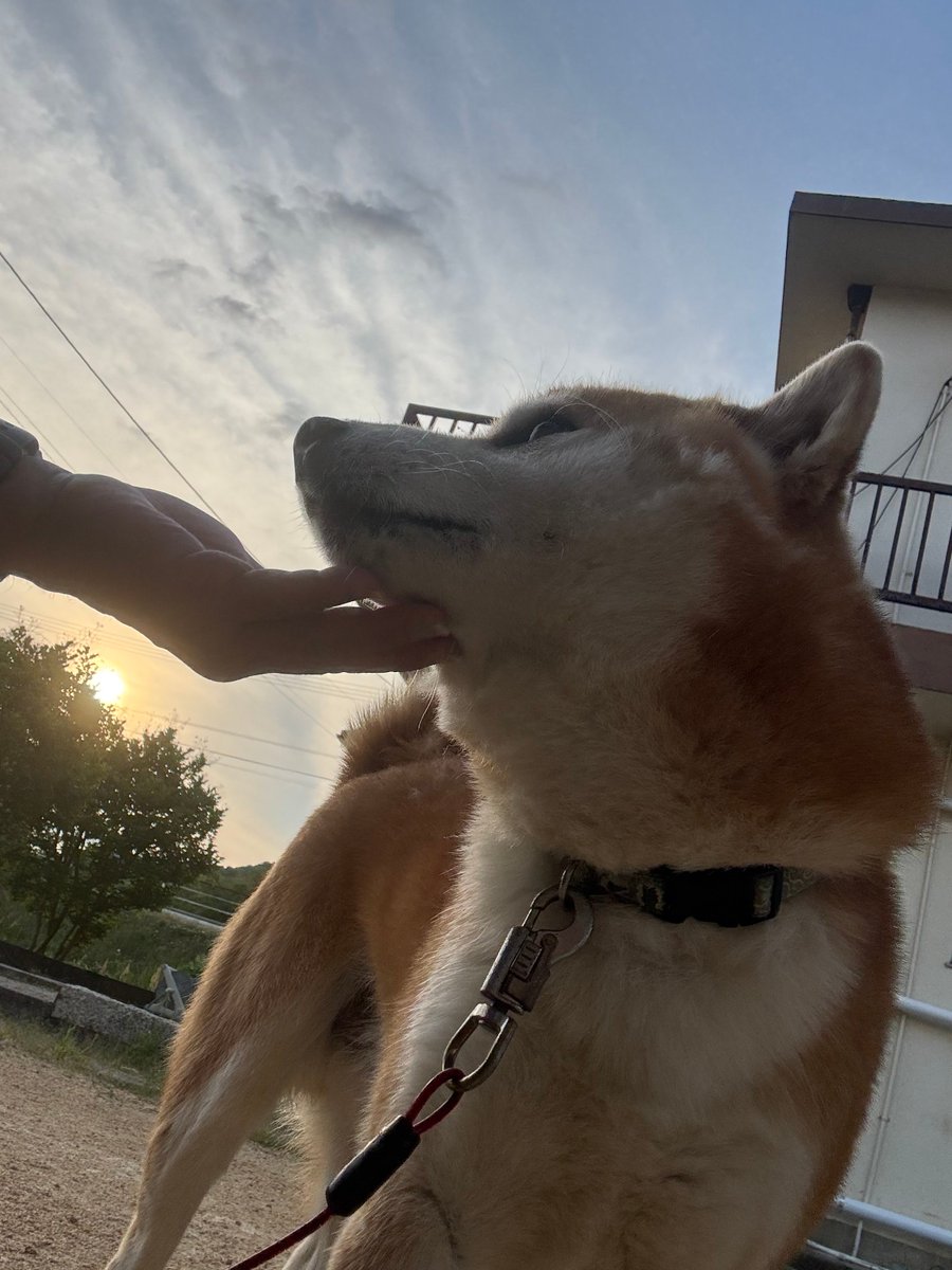 よし、剃り残しはないな🐕✨