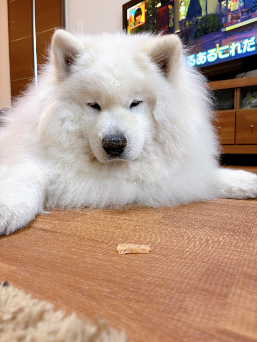 サモエドのサニー (@samoyedsunny) / Posts / X