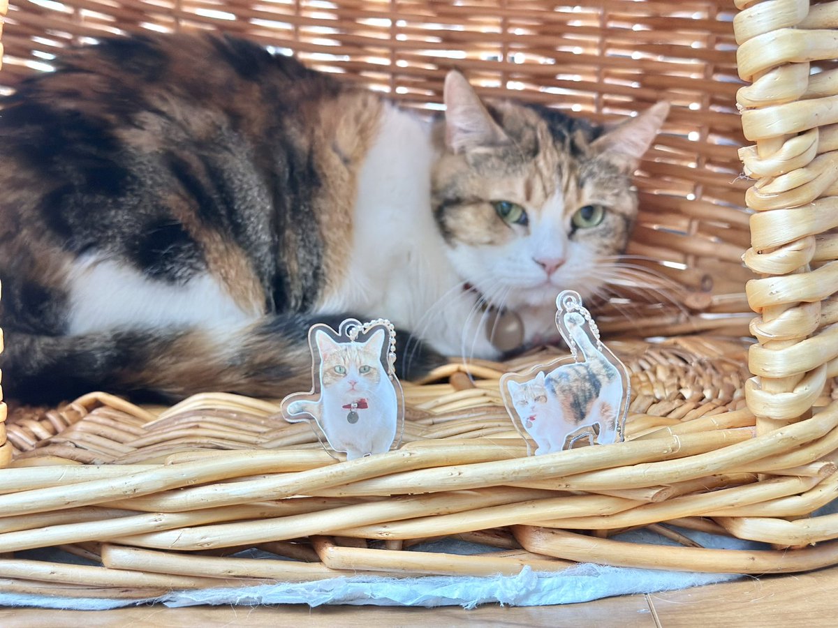 保護猫カフェmoff moff🐈 tweet media