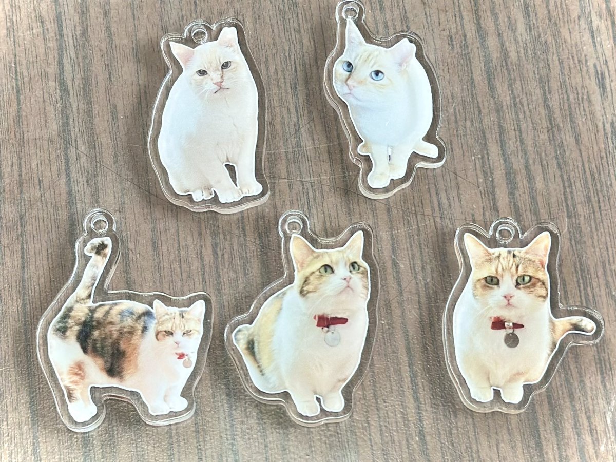 保護猫カフェmoff moff🐈 tweet media