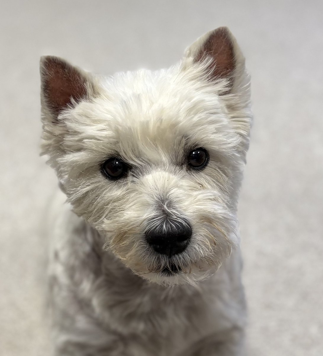 Benji The Westie tweet media