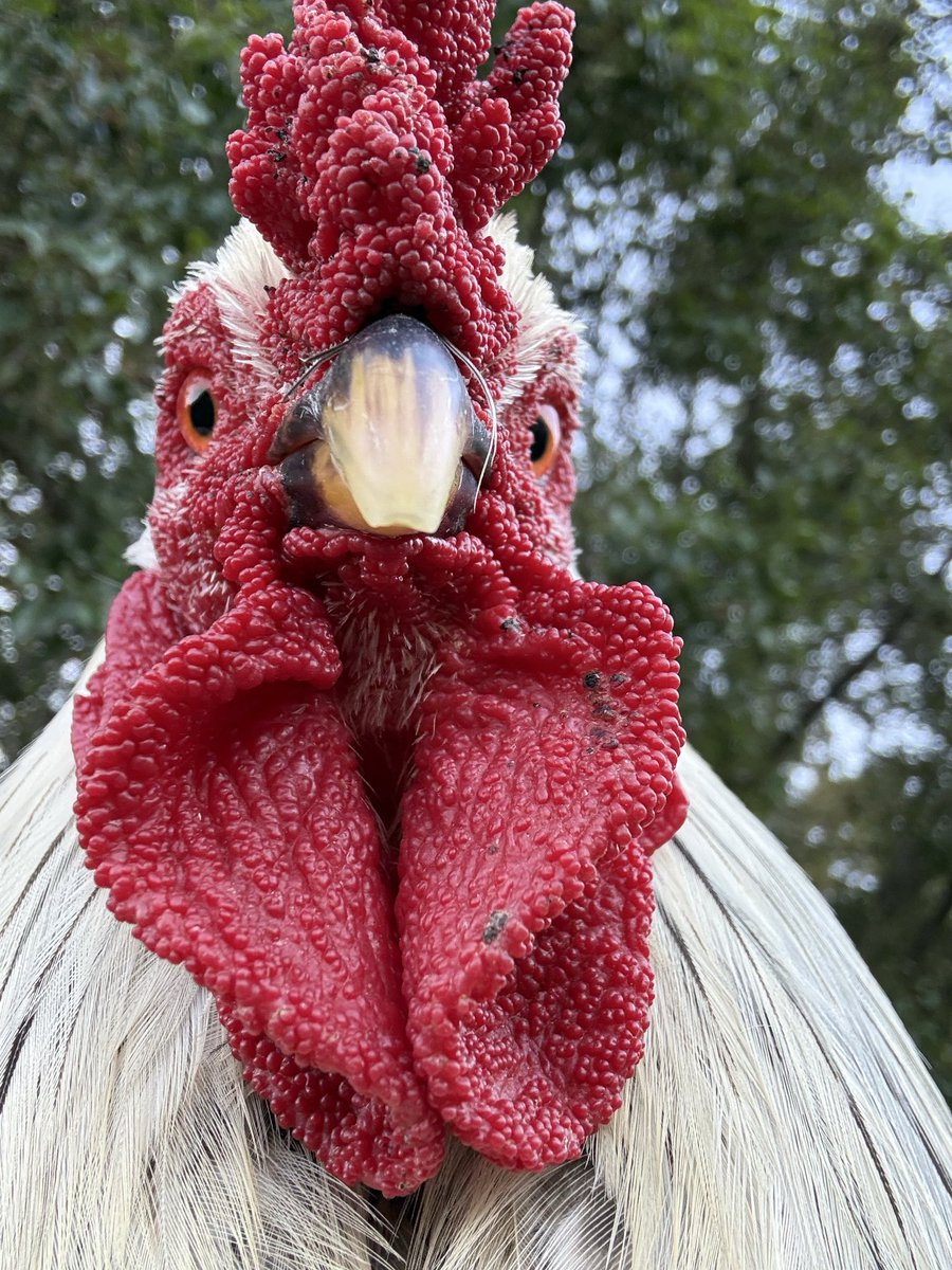 Muted_EXE's tweet photo. JJ used me to escaped the evil turkey Helga (shes only evil because hes a big dumb man who thinks shes a hen and tries to mount her, he deserves it) https://t.co/p1E6Lf8UCQ