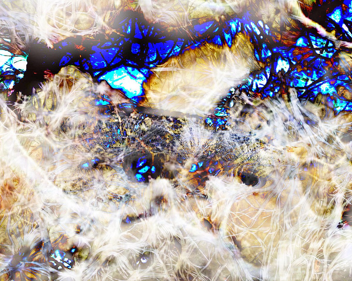 tffobs's tweet photo. Dakota Snaketail, ‘Mycelium’, 2026
(Digital collage) https://t.co/W1Jy5bil1h