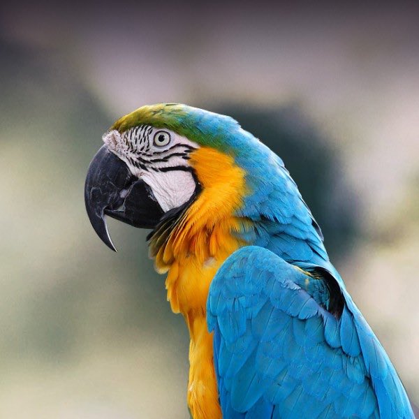 MZeeker's tweet photo. @AdoptAme_News I know we just had an entire pirate themed summer update, but I would like to see a blue-and-gold macaw and a chest mimic be added. https://t.co/T6MVqmKIjR