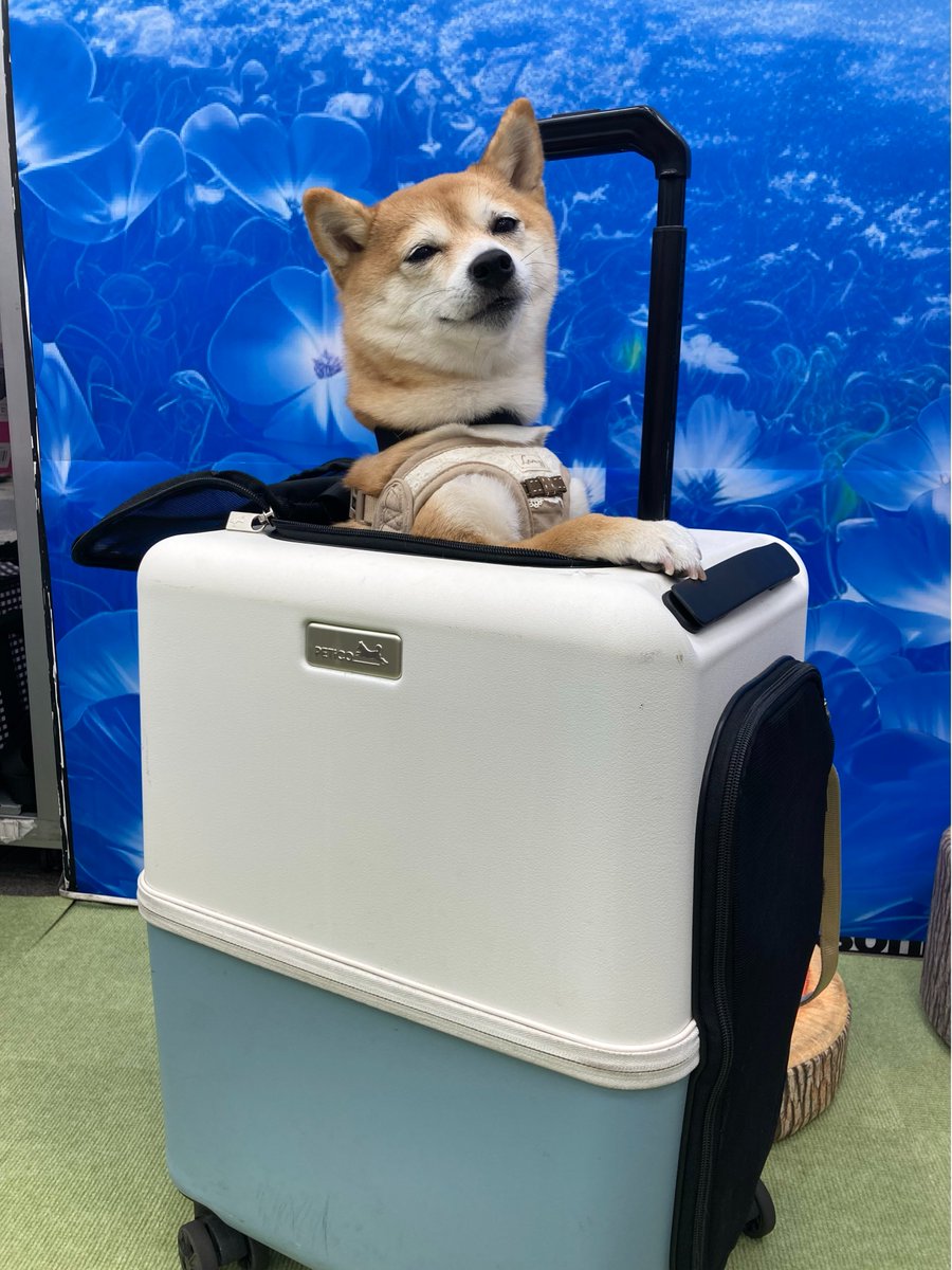 🐶ぷれふぁみ🐱からイベントのお知らせです📢 5/24(日)まで1階店頭