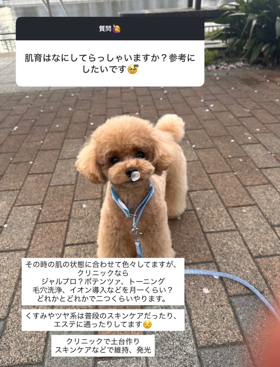 ソッポチャソ tweet media