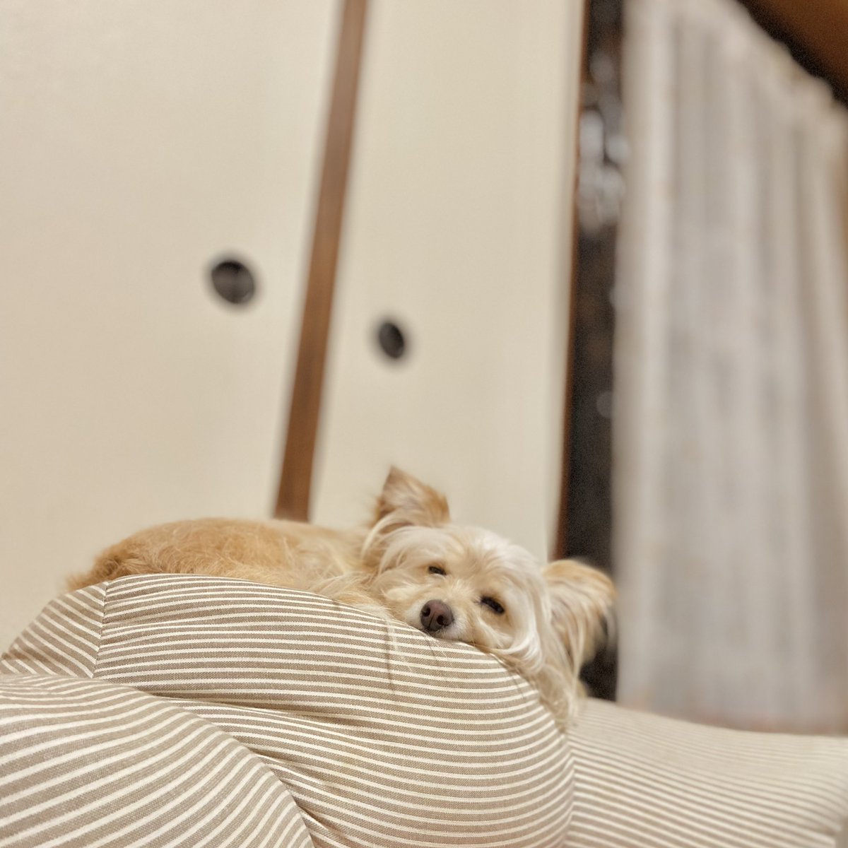 和のお部屋で すやすやお昼寝 のんび〜り過ごす午後 ꒰՞ ˘ᵕ