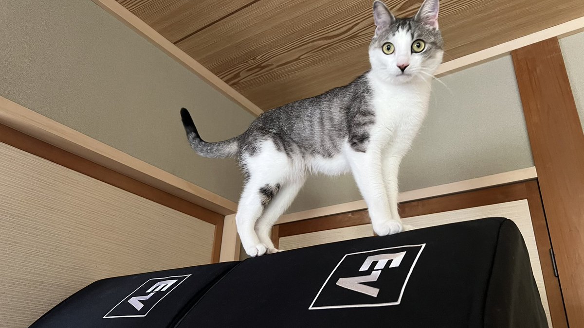 macha_p22's tweet photo. ElectroVoice福ちゃん🔈

#猫のいる暮らし
#福ちゃん https://t.co/lUQFNg36LS