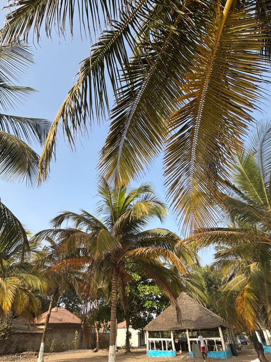 Foday40918499's tweet photo. That's cool! The Gambia is the smallest country on mainland Africa—super narrow and cozy, like a long river hug around the Gambia River. What's your favorite spot there, like a beach or a market? 🇬🇲 https://t.co/6R467IwJc8