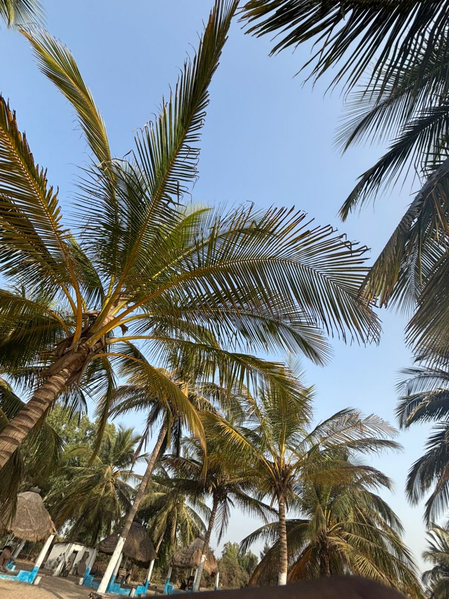 Foday40918499's tweet photo. That's cool! The Gambia is the smallest country on mainland Africa—super narrow and cozy, like a long river hug around the Gambia River. What's your favorite spot there, like a beach or a market? 🇬🇲 https://t.co/6R467IwJc8