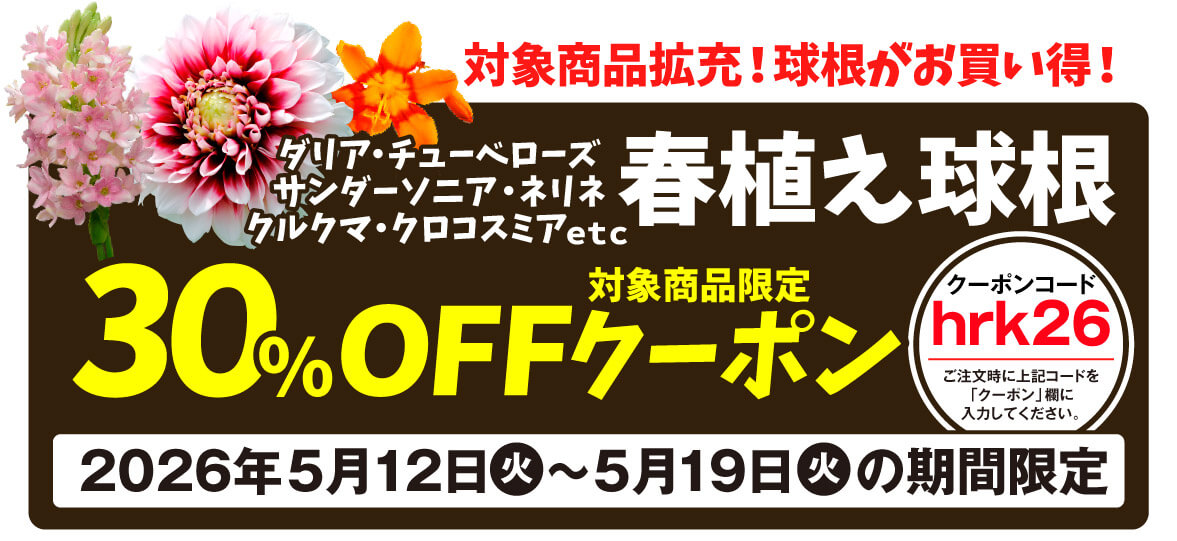KOKKAEN_PR's tweet photo. 【春植え球根30%OFFクーポン発行中】
リンク先の春植え球根在庫処分セールカテゴリ内すべて、30%OFFクーポン使えます！

お目当てがあればとってもお得ですよ～😎

クーポンコード：hrk26
※ご購入手続きの際、クーポンコードを入力することで割引が適用されます。

https://t.co/FV4g8dDTjx https://t.co/yoJ0W69dg7