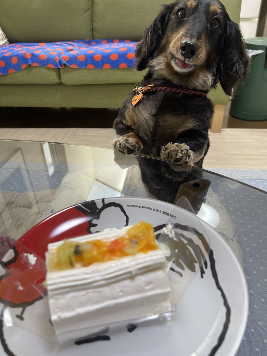 アフロ 🐶🐾U´•ﻌ•`U•*¨*•.¸¸☆*･ﾟ tweet media