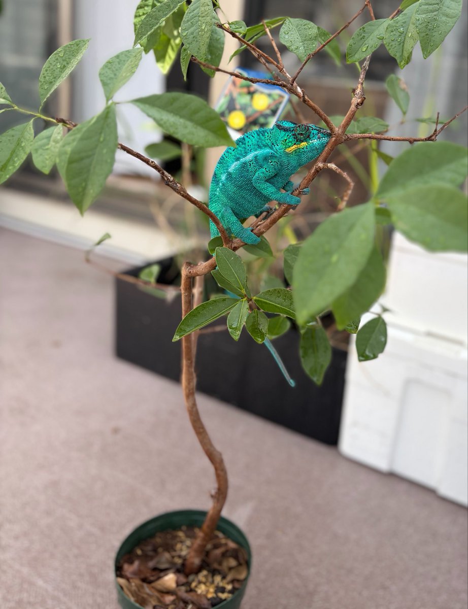 n_to_t's tweet photo. 植物たちをやっと屋外に出せる気温になってきたので、ついでにカメレオンも登らせた。 https://t.co/oJJuAJYeKP