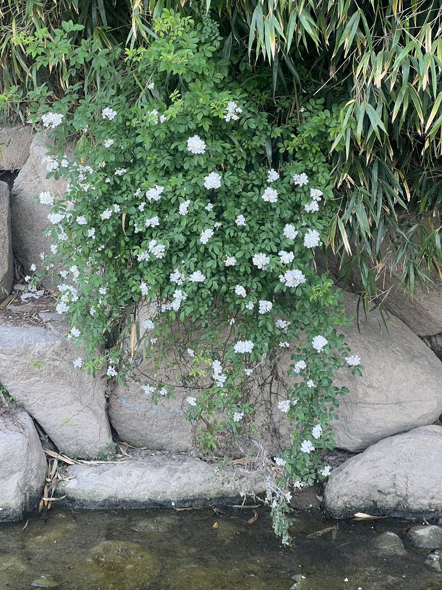 윰우 tweet media