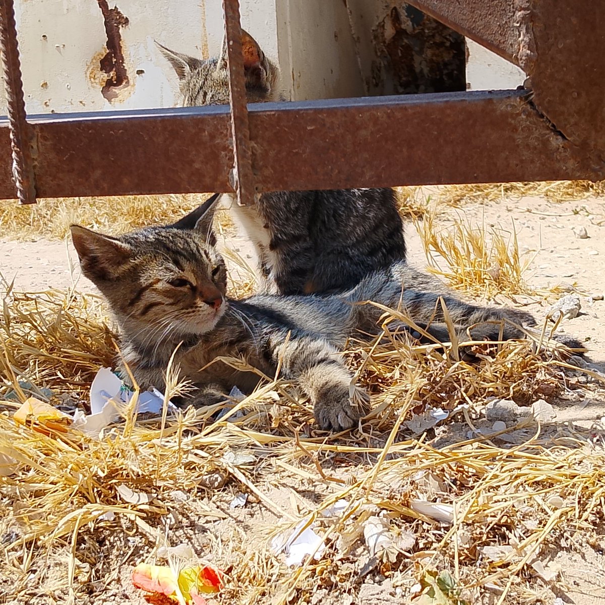 HasanAllail1's tweet photo. Good morning from Palestine and Amman, Palestine. Here comes the role of the suffering in the cat, even though there is no food.
#Hantavirüs #BarçaRealMadrid #لبیک_بہانہ_اہلسنت_نشانہ #Gazan https://t.co/yAPCcuLam6