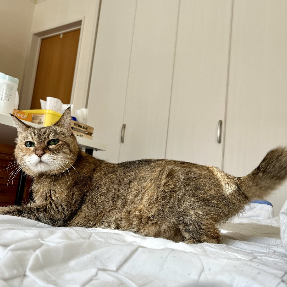 まつり猫 tweet media