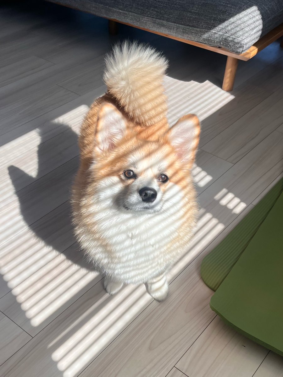 しましま