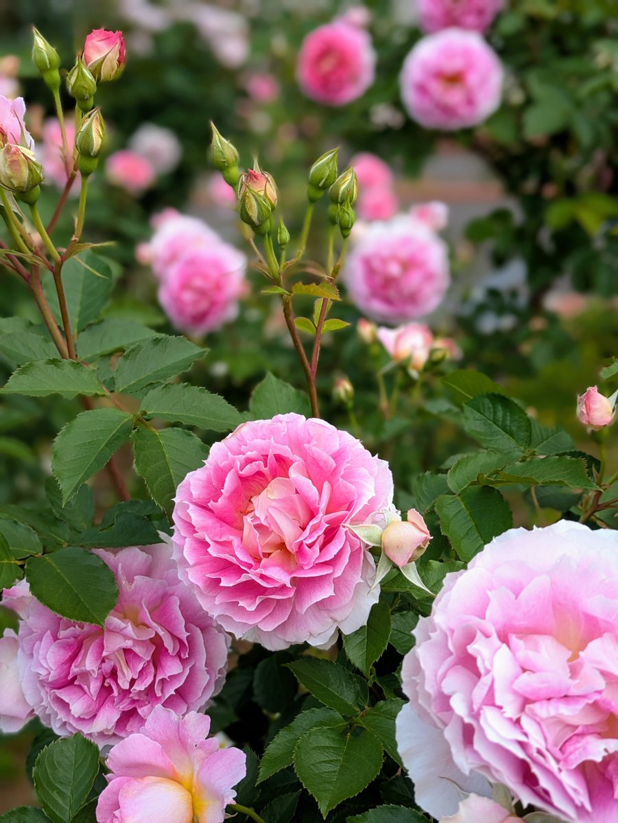 iwamotoy's tweet photo. 野津田公園
無料の薔薇園ですが、綺麗に整備されています
平日は駐車場が無料なうえに、人が居ませんのでゆっくり堪能できます
#野津田公園 
#野津田公園ばら広場 
#薔薇 https://t.co/e6uSUnoOAV