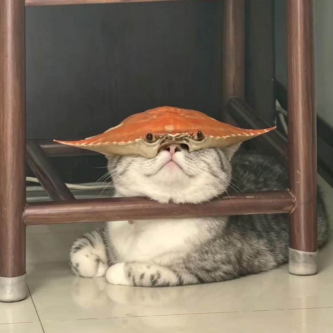 猛小蛇 tweet media