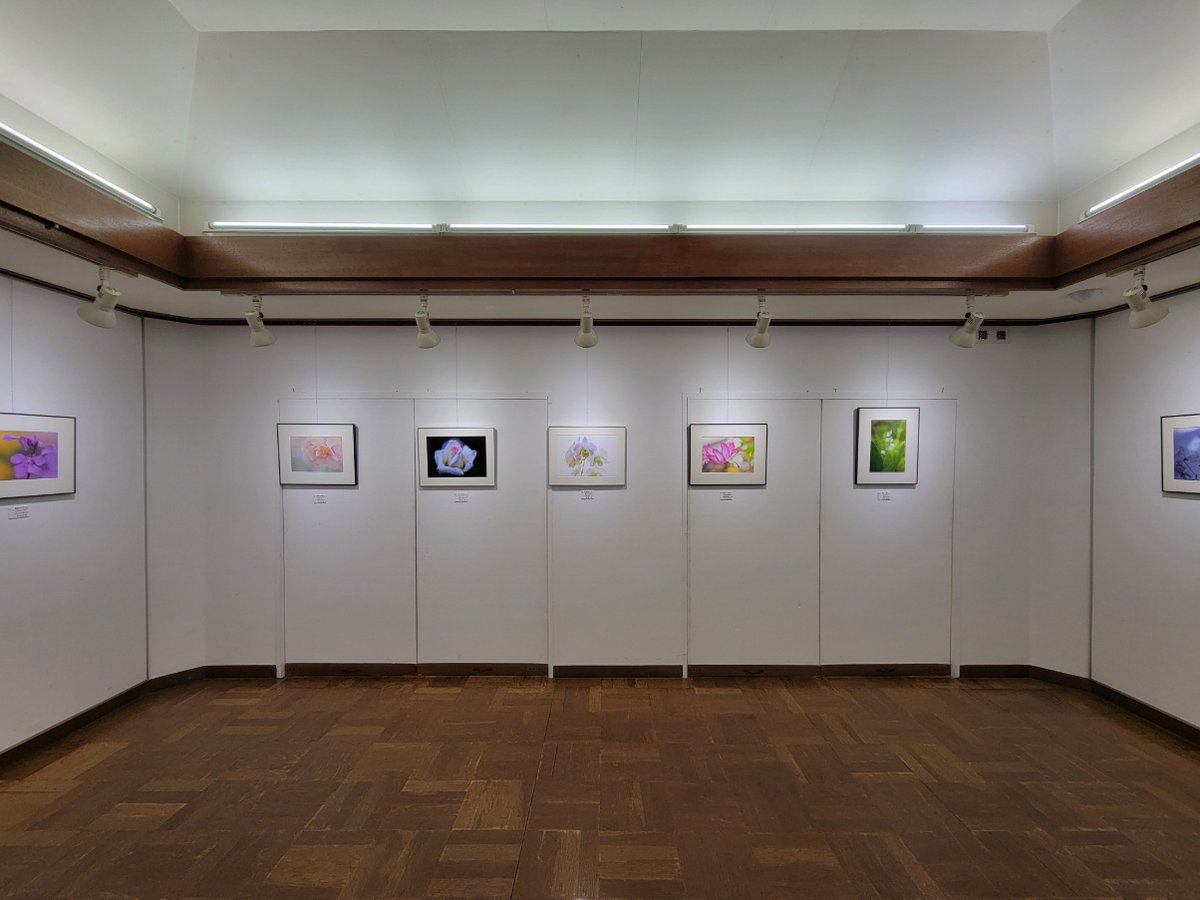 galleryinage's tweet photo. 【市民の展覧会】千葉市民ギャラリー・いなげ第1・2展示室では、本日5/12㈫～5/17㈰まで「第26回 高浜写真同好会写真展」を開催しています。高浜写真同好会は、講師に八木和主男氏を迎え四季折々の花や自然風景を撮影し、高浜公民館で20年以上活動されているグループです。是非ご覧ください！ https://t.co/1VSVfTD9t5