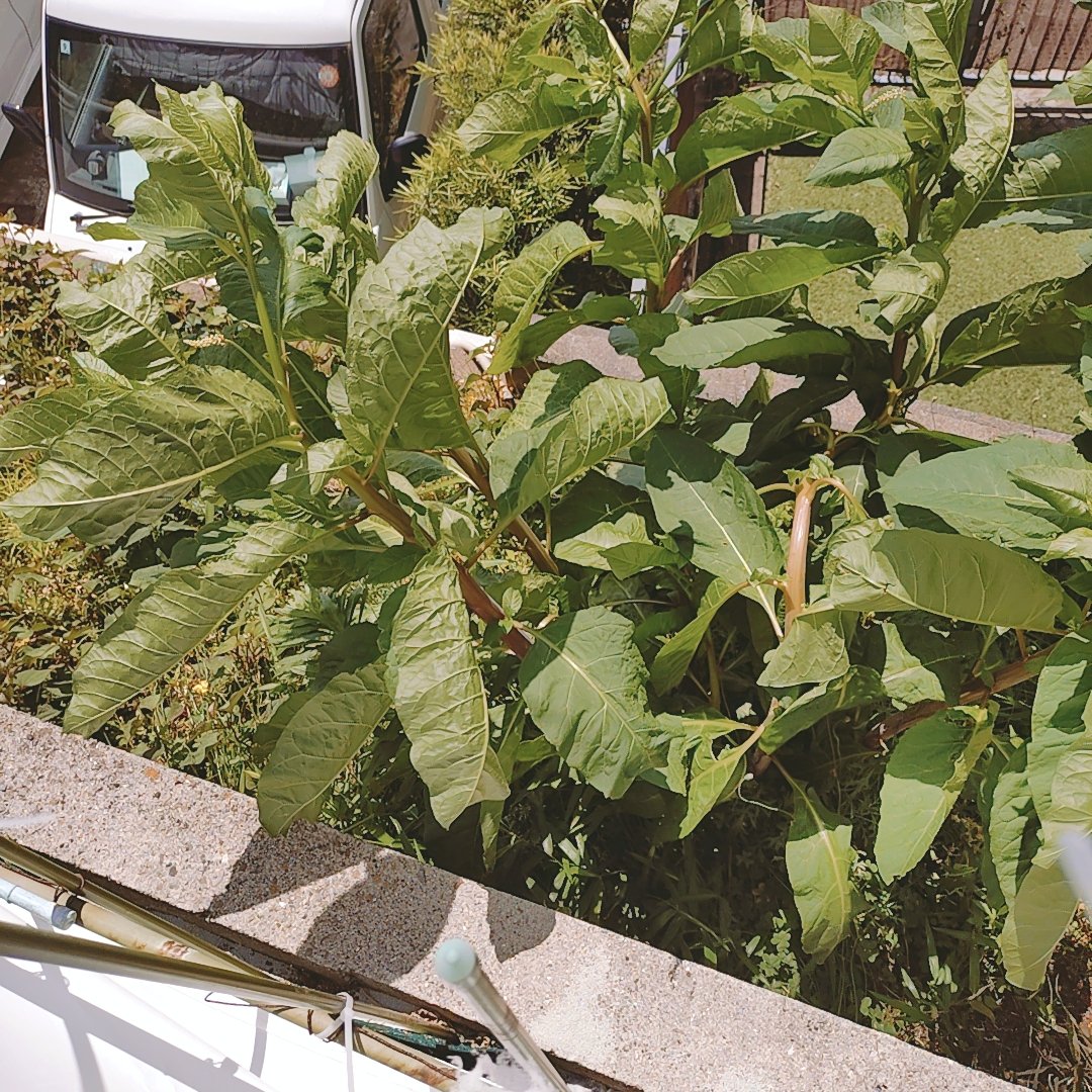 あいみー@ガーデニング tweet media