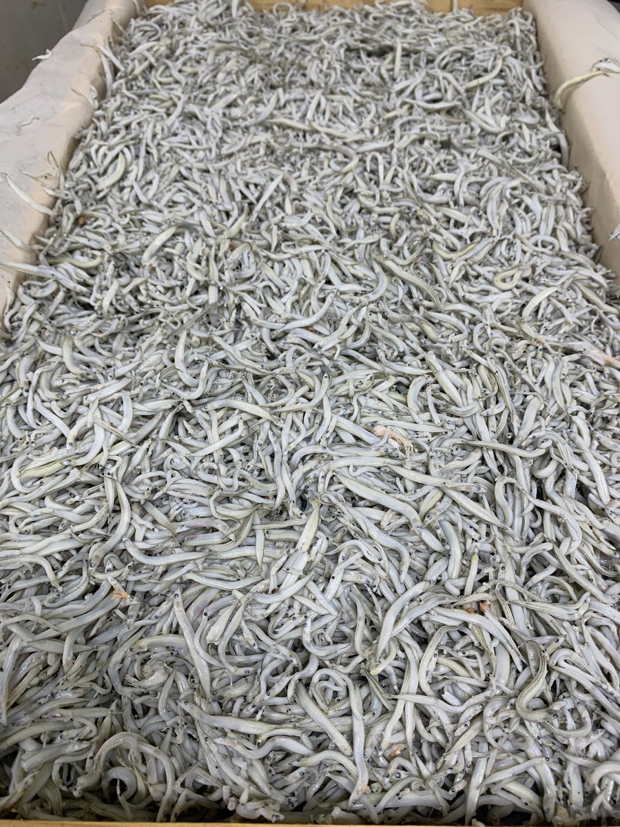 当店初物分かるかな❓