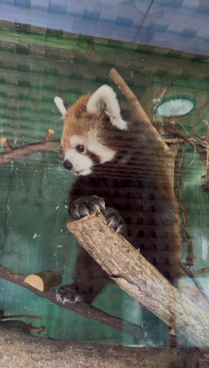 joy_redpanda tweet media
