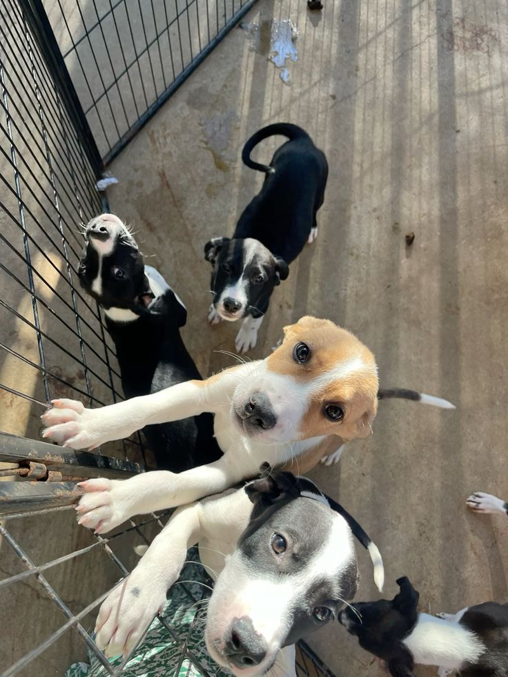 whois_circe's tweet photo. AU — #itafushi 
Donde:

— Fushiguro hace voluntariado en un refugio de animales abandonados

O

— Itadori quien se quedó enganchado al verlo por que una ves lo vio en el metro, quien es alérgico a CUALQUIER ANIMAL... Decide meterse al refugio como voluntario https://t.co/eVD910yQVy