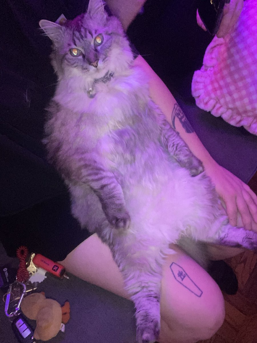 he screamed at me for 10 mins and turns out he just wanted me to pick him up and do this. he’s so happy