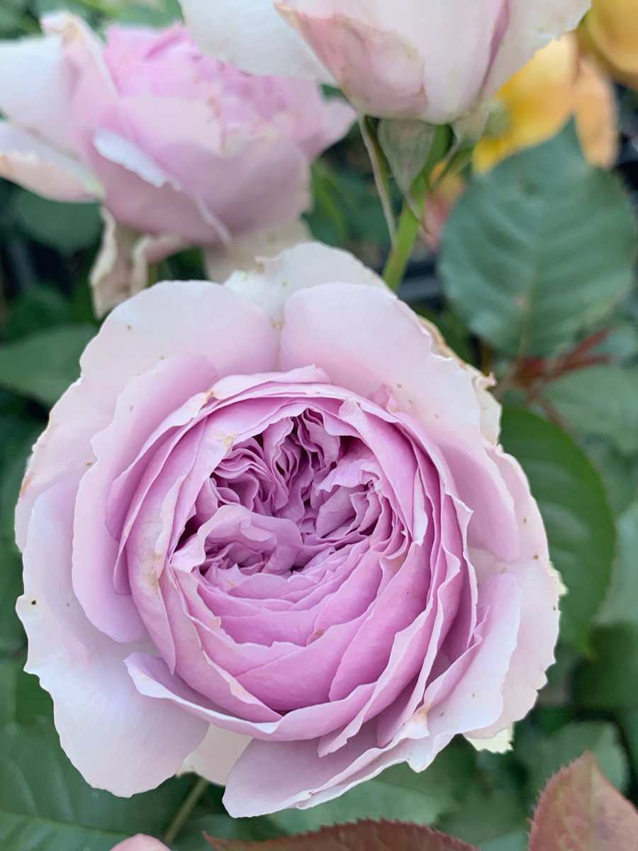 ドールオーナー春の薔薇祭2026 ロサオリ藤色姉妹💜💜 リラ