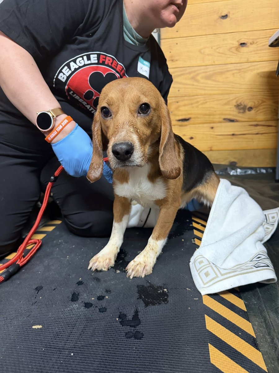 Beagle Freedom Project tweet media
