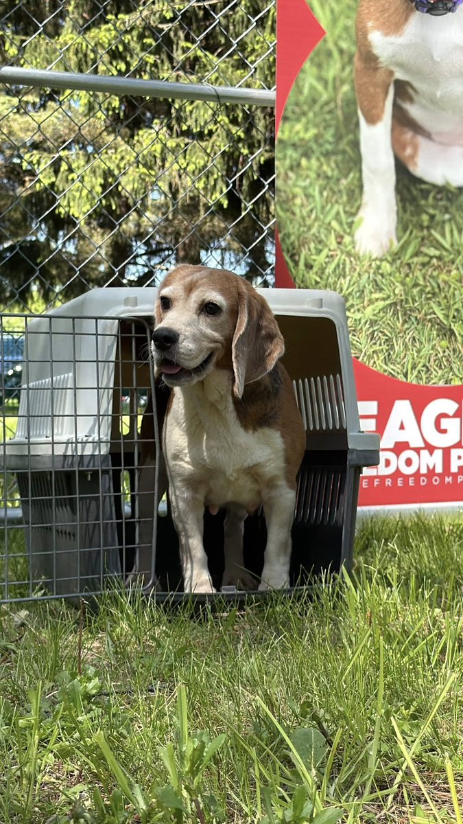 Today, we went to Ridglan Farms and picked up 150 beagles! 🐶

We brought them to our amazing triage site at DCHS. Each dog received vaccines, microchips, &amp; a chance to walk on grass.

By the week's end, we will retrieve 500 dogs ✨

Donate to their care: tinyurl.com/mr2tetuj
