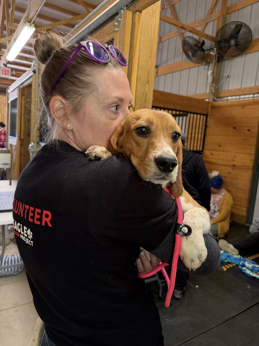 Beagle Freedom Project tweet media