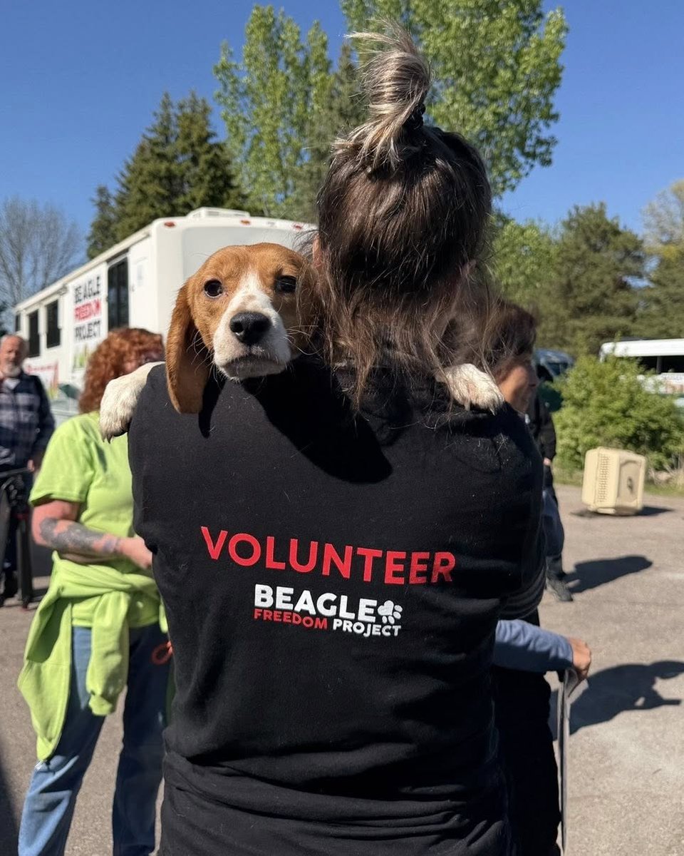 Beagle Freedom Project tweet media
