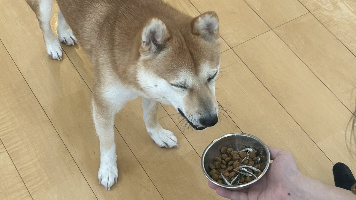 しょんぼり顔のもに tweet media
