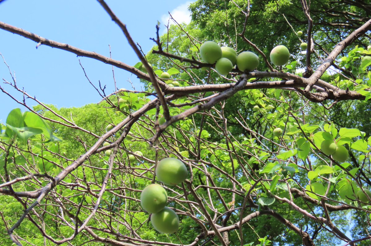 西門を入ってすぐの #ザクロ の花数が増えてきました。ひときわ目を