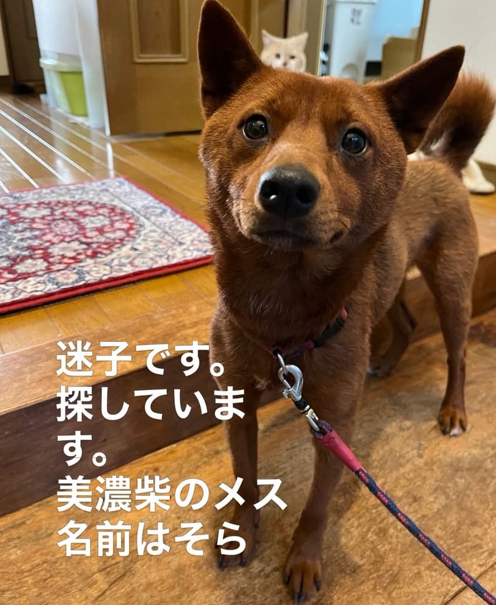 りんせん tweet media