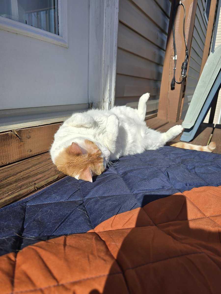 ninjaeoin's tweet photo. Thanks for everything Tesla ❤️ Enjoy the Great Cat Tree in the Sky.
We overcame a lot in the 15 years you spent with me, but I'm afraid a brain tumor is a little out of my wheelhouse.
I'll hold you in my heart forever buddy. https://t.co/ru4qiu0V3O