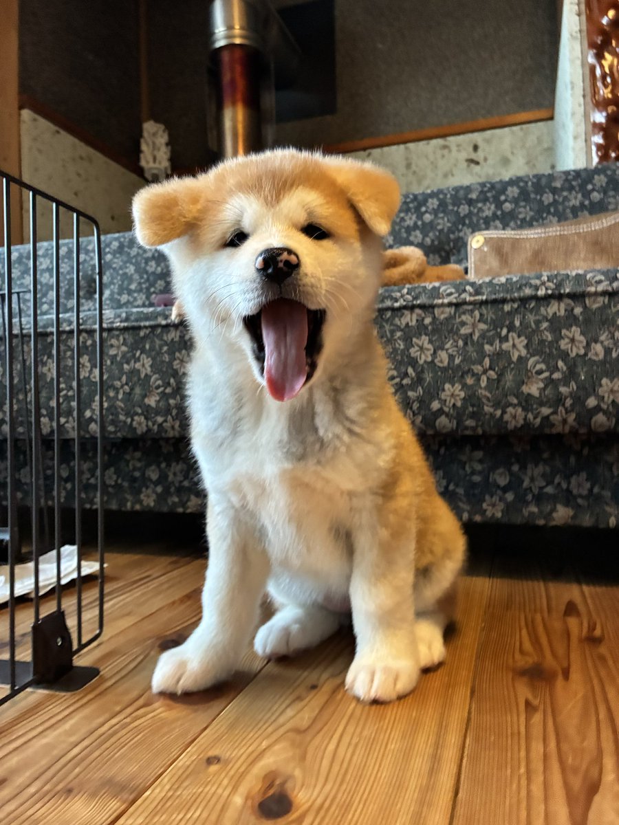 秋田犬のむう太🐶 (@muuuu0531) / Posts / X