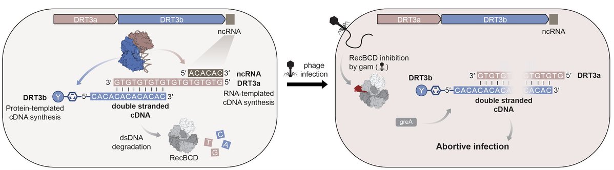 Sternberg Lab tweet media