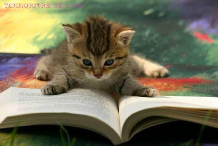 Beagmontejo's tweet photo. "Todos los días debiéramos oír un poco de música, leer una buena poesía, ver un cuadro bonito y, si es posible, decir algunas palabras sensatas"

Johann Wolfgang von Goethe. https://t.co/533RjnuAay