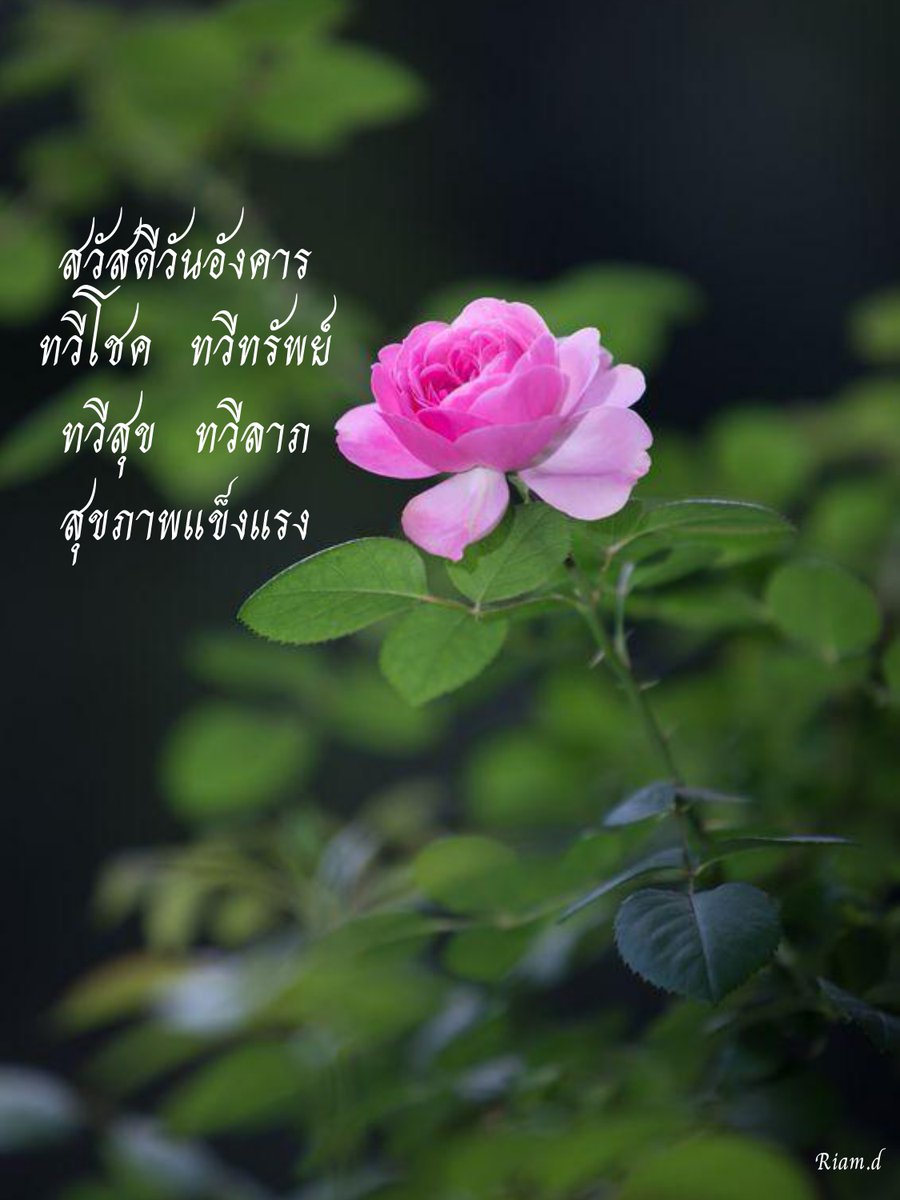 ละม่อม tweet media
